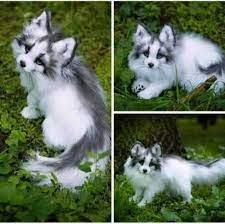 Canadian Marble Fox | Humans