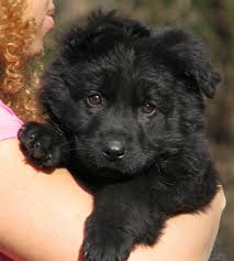 The black german shepherd has some distinct variations when compared to the standard german shepherd. Long Coat German Shepherd Puppy For Sale Long Coat German Shepherd Puppies For Sale Long Hair German Shepherd Puppies For Sale Long Coat Shepherds Long Hair Puppy For Adoption Long Hair German