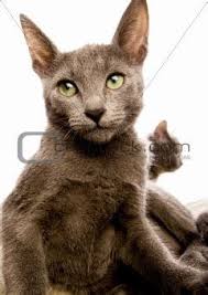 Their short, dense coat has been the hallmark of the russian breed for more than a century. Russian Blue Cat Vs British Shorthair British Shorthair