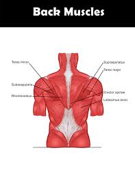 Back Muscles Anatomy Chart You Can Download And Print