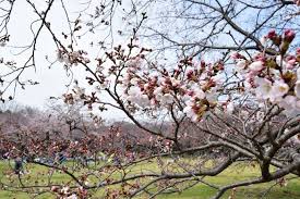 サクラ開花状況(3/31) | 国営昭和記念公園公式ホームページ