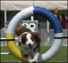 dog agility dog sports and activities