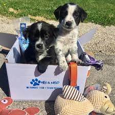 We believe that with the right match and support every pet and every pet parent can be posh! Max And Neo Donation News Page 6 Max And Neo