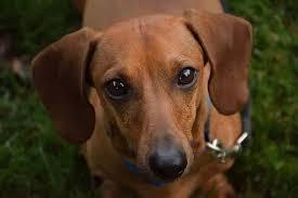 Docsend tells salespeople how prospects engage with their sales material. 300 Free Dachshund Dog Images Pixabay