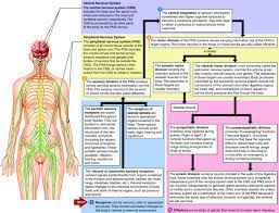 nervous system levels of organization