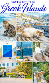 Best cat pictures of all time. Cats Of Greece Plain Chicken