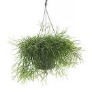 Afbeeldingsresultaat voor rhipsalis