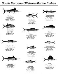 South Carolina Fishing Regulations Charleston Fishing Spots