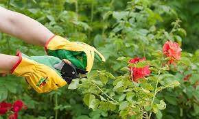 13 Best Gardening Gloves For Thorns And