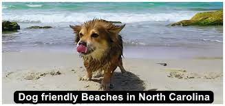 dog friendly beaches in north carolina