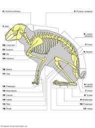 Rabbit Skeleton Diagram Source Link Rabbit Anatomy Rabbit