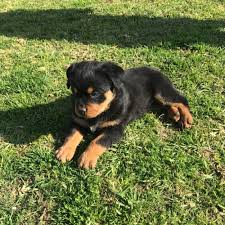 adopt a rottweiler puppy near dallas