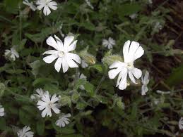 Silene noctiflora - Wikipedia