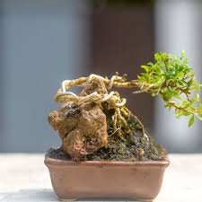 jual mini bonsai serissa on the rock