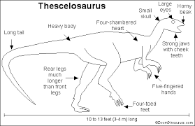 Dinosaur Heart Found Zoomdinosaurs Com