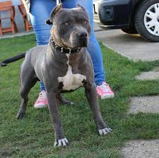 I've actually read that some american bully lines were created from breeding apbt and staffordshire bull terrier. Amerika Staff Blue Line Community Facebook