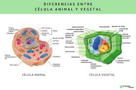 semejanza y diferencia entre célula