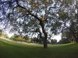 Certification builds your confidence and sets you apart from your peers as having had the dedication, knowledge and professional commitment to spend the. Tree Trimming Austin Texas Austin Tree Surgeons
