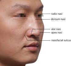 applied anatomy of the lips and nose