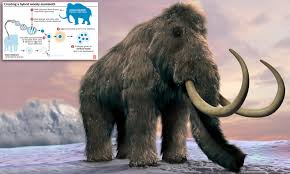 Woolly Mammoths Brought Back In Two Years Using Dna Daily