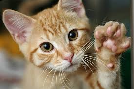 The cat's paw is a knot used for connecting a rope to an object. Problems With Your Cat S Paws Symptoms Causes And Prevention