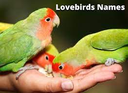 most por lovebirds names male and