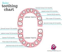 Baby Teething Chart Bubbagum Teething