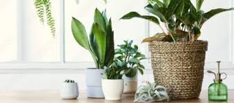 Indoor Pot Plants For The Living Room