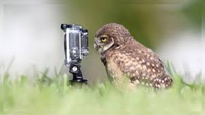 Image result for wildlife photographers animals curious about them