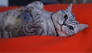 A cat's memory is thought to be at least 200 times better than a dog's. How Long Can A Cat Remember A Person My British Shorthair