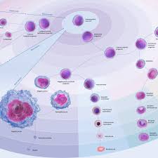 what are white blood cells sysmex europe