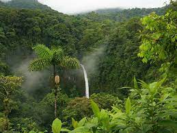 tropical jungle trees 1080p 2k 4k 5k