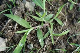 Applying Pre Emergent Herbicides To Lawns North Carolina