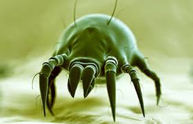 dust mites and roaches