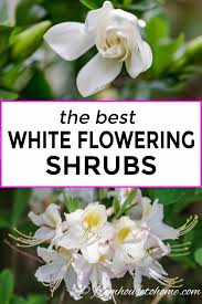 The garden pansy flower, wild viola hybrid flowering plants, red white and violet color variegated foliage spotted in rural environment. White Flowering Shrubs 20 Of The Best Varieties For Your Garden Gardening From House To Home