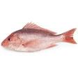 Northern red snapper