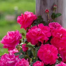grow climbing roses for your garden