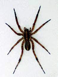 spiders brown recluse black widow and