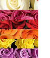 Check spelling or type a new query. Bulk Wholesale Flowers In Grand Rapids Sunnyslope Floral