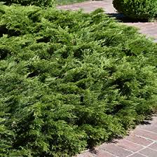 calgary carpet juniper juniperus