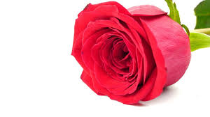 red rose love romantic flower