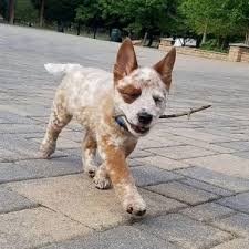For the experienced canine aficionado who understands working dogs you won't have to spend much time grooming your blue heeler. Blue Heeler Border Collie Mix What You Need To Know Bordercolliehealth
