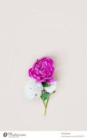 beautiful pink white peony flowers on a