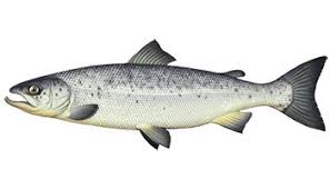 Résultat de recherche d'images pour "saumon"