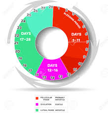 Menstrual Cycle Graphic Avarage Menstrual Cycle Days Follicular