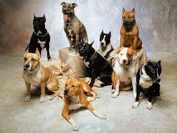 american pit bull terriers s