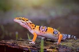 leopard gecko images browse 7 561
