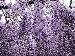 the wisteria flower tunnel at kawachi