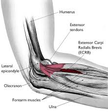 It is attached, behind, to the olecranon and dorsal border of the ulna, and gives off from its deep. Tennis Elbow Lateral Epicondylitis Orthoinfo Aaos