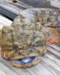 The Marvelous Muscles Of The Mud Loving Toadfish gambar png